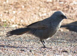 Image of Struthidea Gould 1837