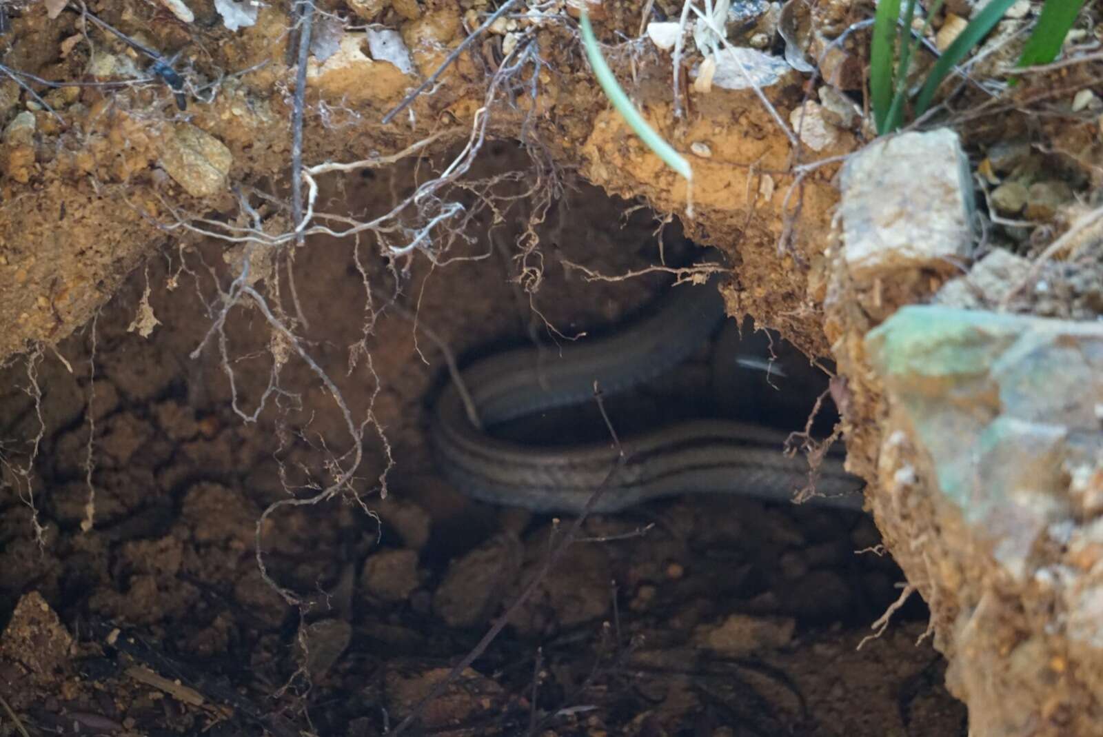 Image of Copper-headed Trinket Snake