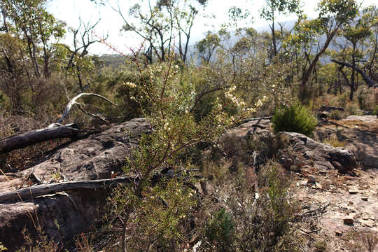 Image of juniper wattle