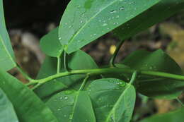 Image de Passiflora lindeniana Planch. ex Triana & Planch.