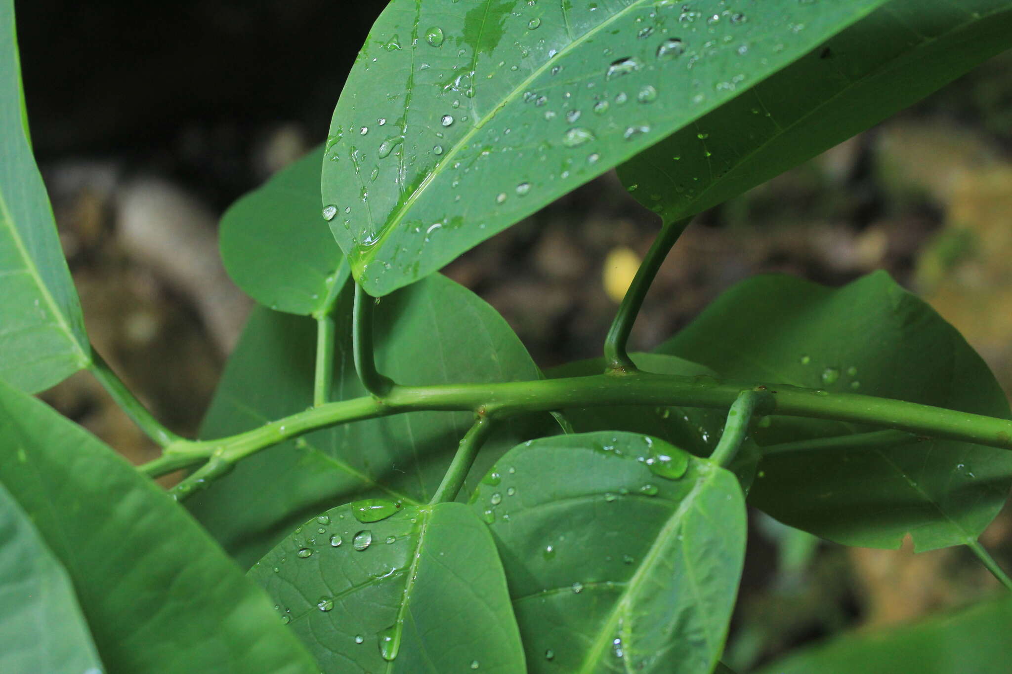 Imagem de Passiflora lindeniana Planch. ex Triana & Planch.