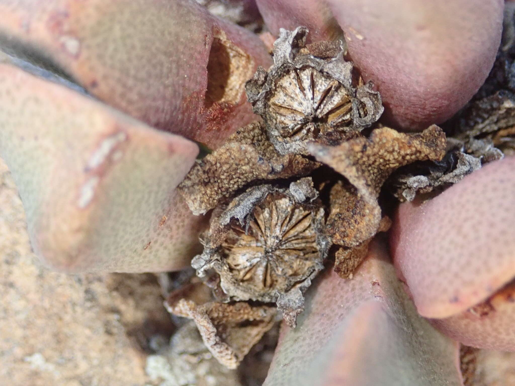 Plancia ëd Pleiospilos compactus (Ait.) Schwant.