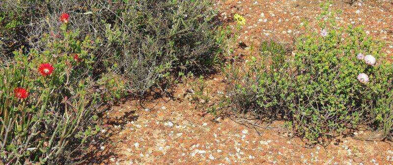 Imagem de Drosanthemum speciosum (Haw.) Schwant.