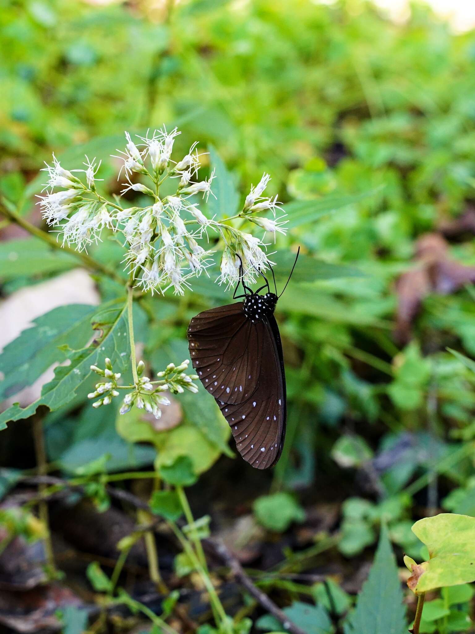 Euploea mulciber barsine Fruhstorfer 1904的圖片