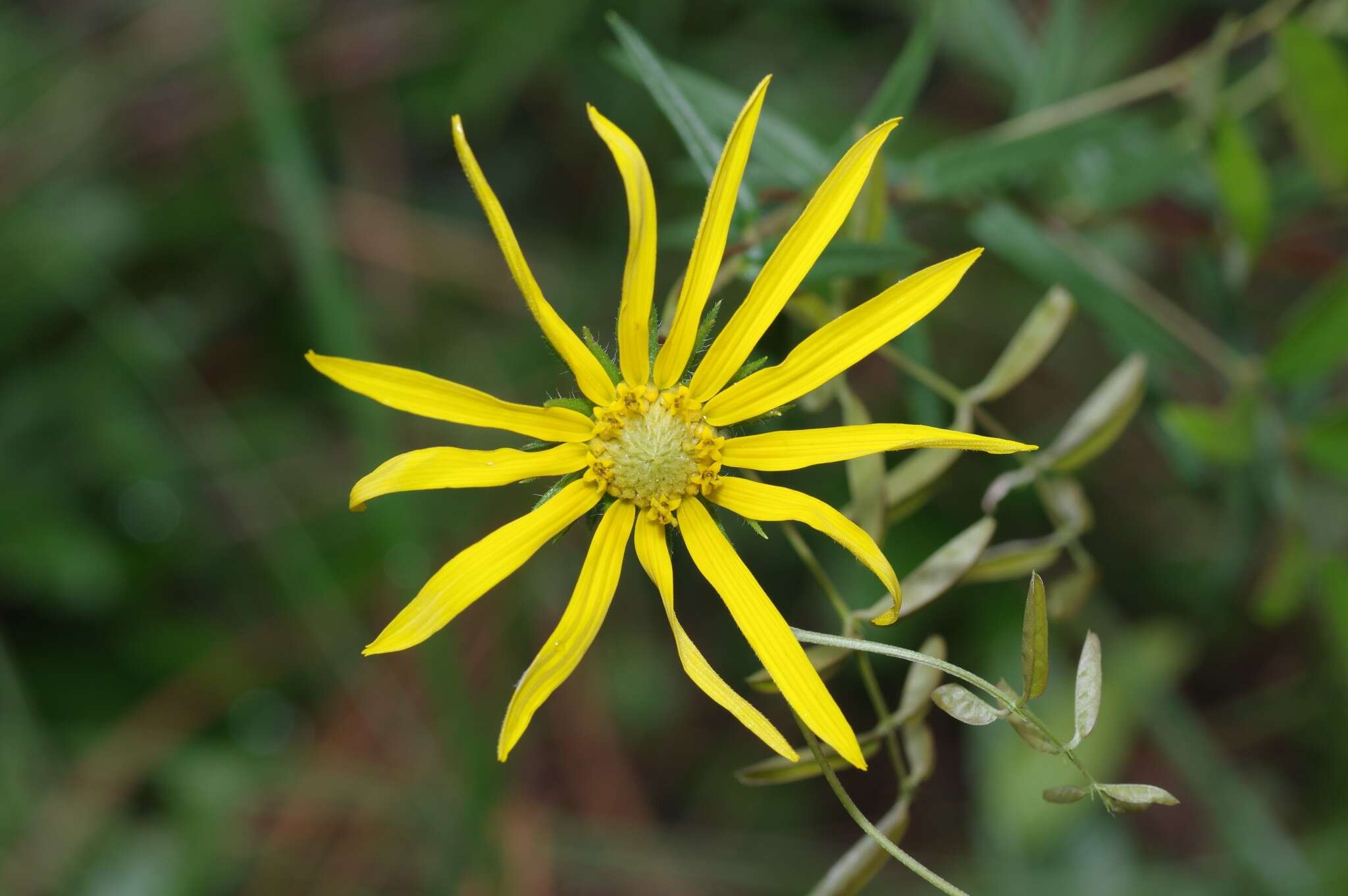 Imagem de Phoebanthus grandiflora (Torr. & A. Gray) Blake