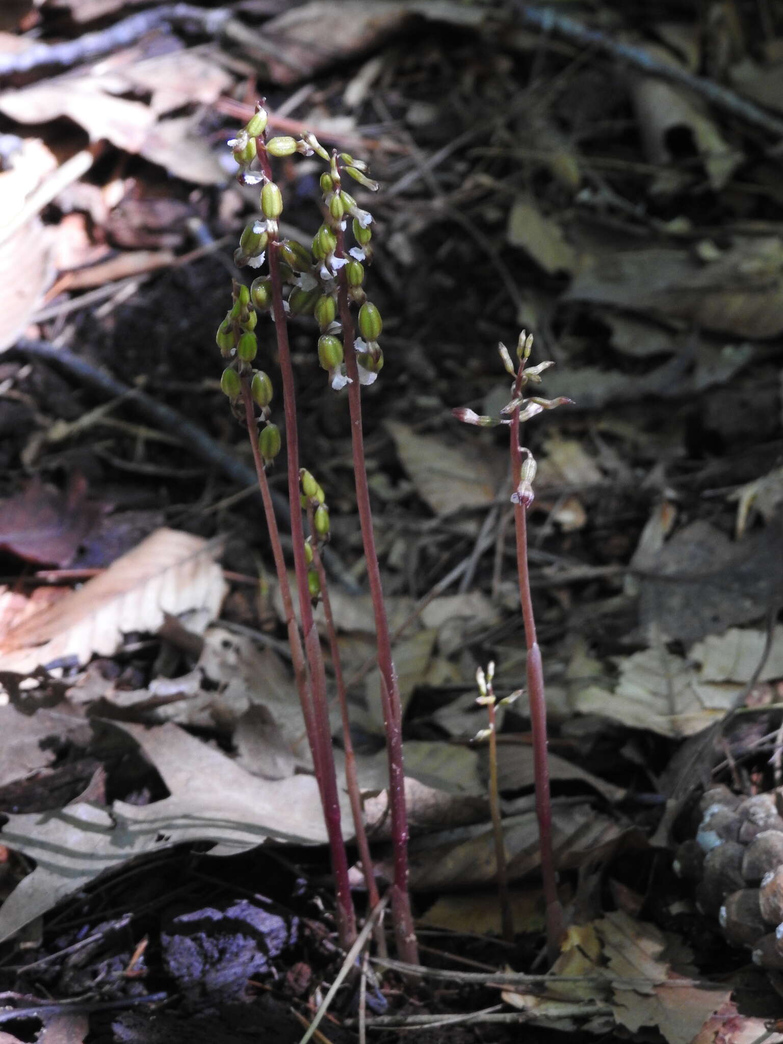 Image de Corallorhiza odontorhiza var. pringlei (Greenm.) Freudenst.