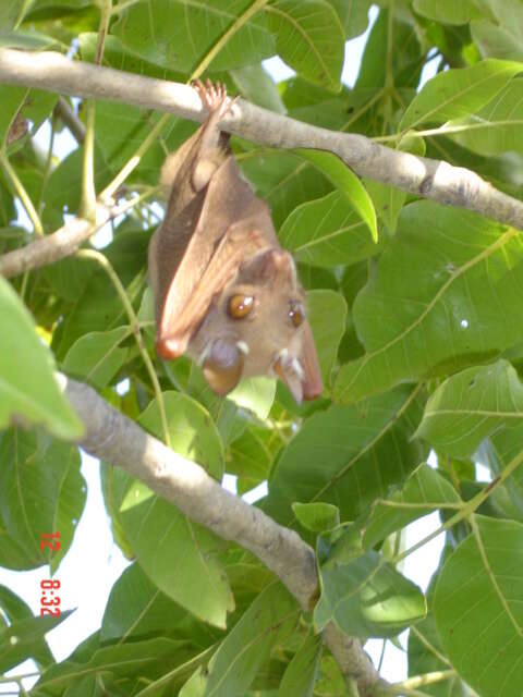 Image of Little Flying Cow