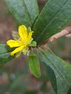 Image de Hibbertia hexandra C. T. White