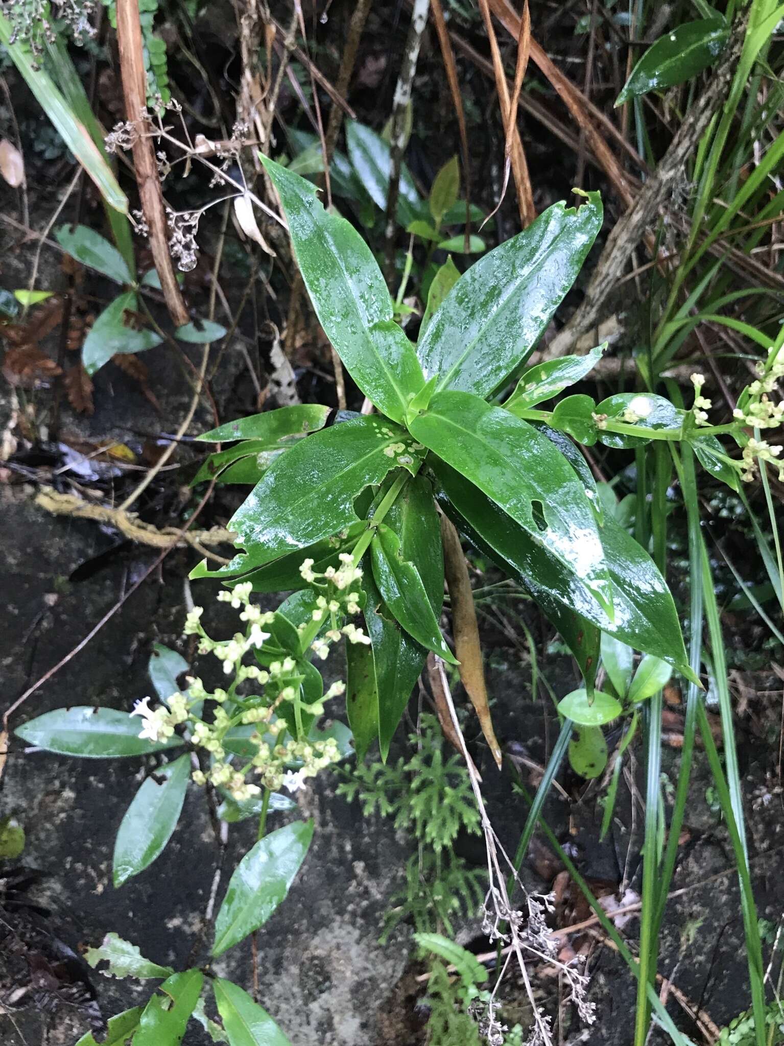 Image of Hedyotis acutangula Champ. ex Benth.