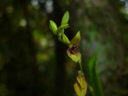 Imagem de Stelis segoviensis (Rchb. fil.) Pridgeon & M. W. Chase