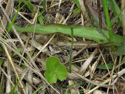 Image of Pine Woods Treefrog