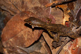 Image of Common Venezuelan water teiid