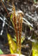 Image of Golden velvet grass