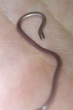 Image of Western Thread Snake