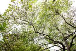 صورة Rhododendron quinquefolium Bisset & S. Moore