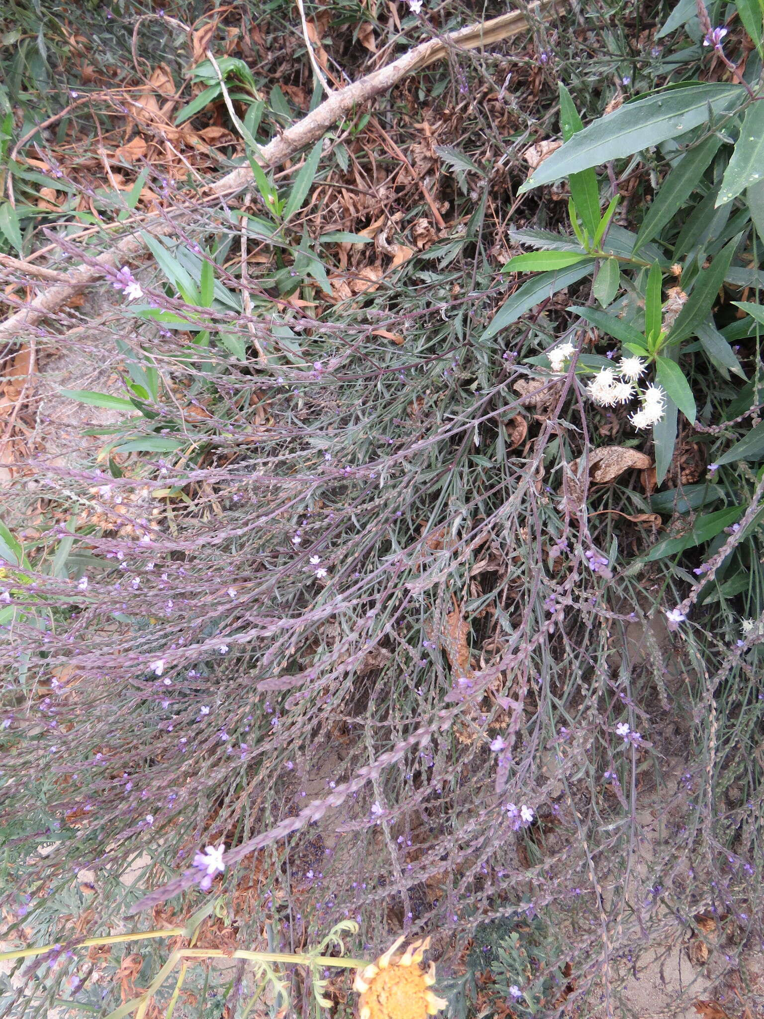 Image of mint vervain