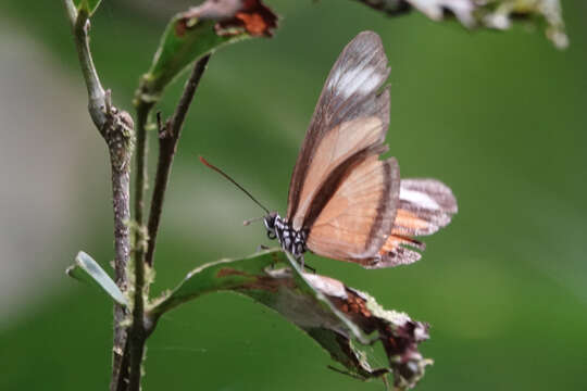 Image de Heliconiini