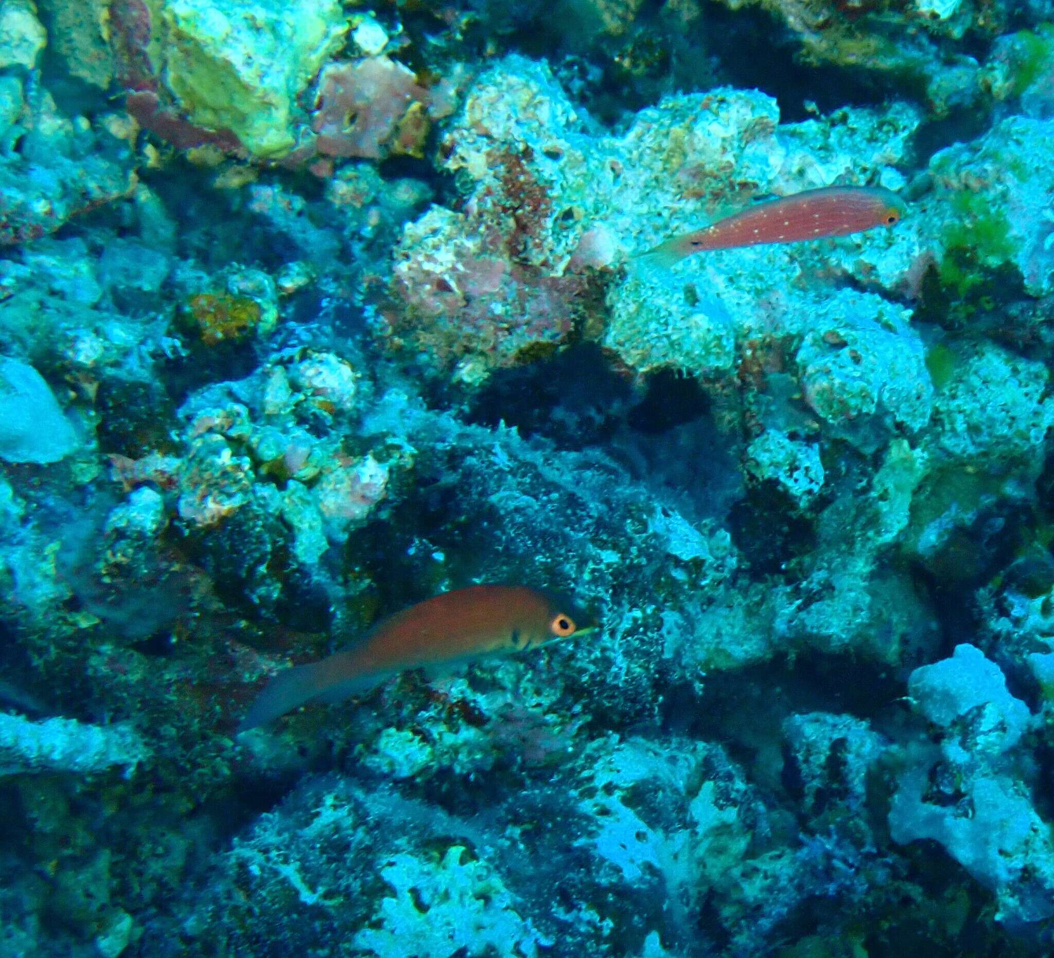 Image of Disappearing wrasse