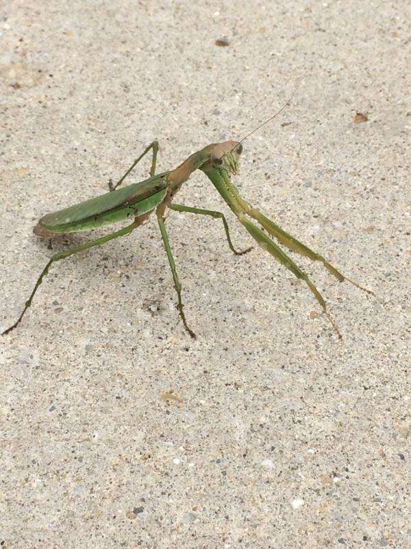 Image of Chinese mantis