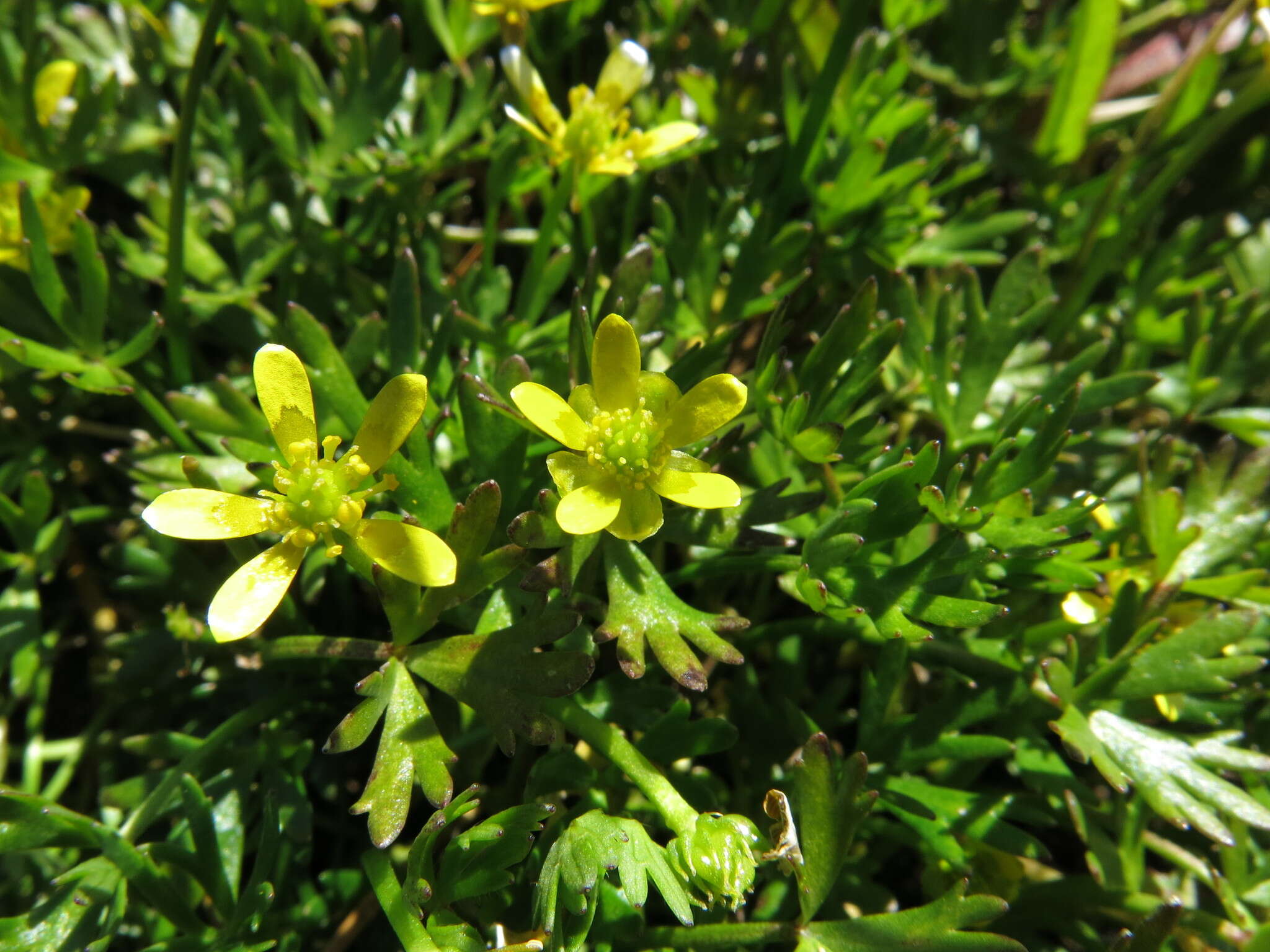 Image of Ranunculus glabrifolius Hook.