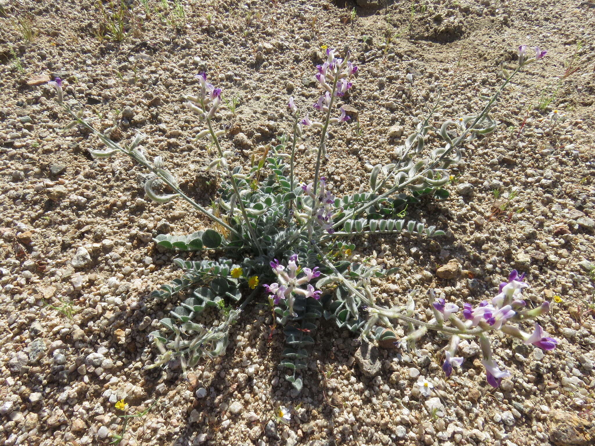 Image of widow's milkvetch