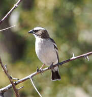 Image of sparrow-weaver