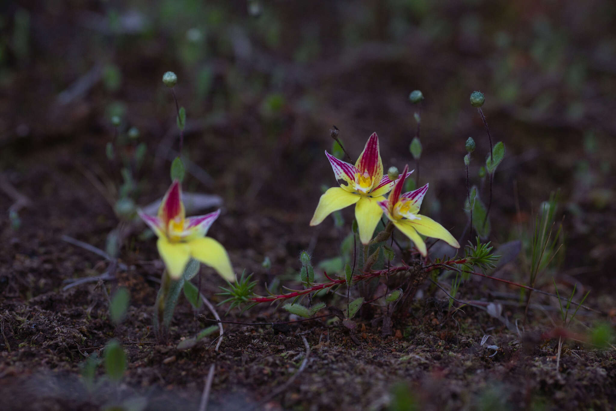 Caladenia flava subsp. flava resmi