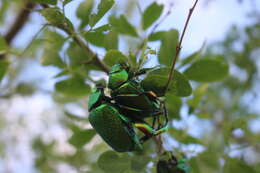 Imagem de Chrysophora chrysochlora (Latreille 1812)