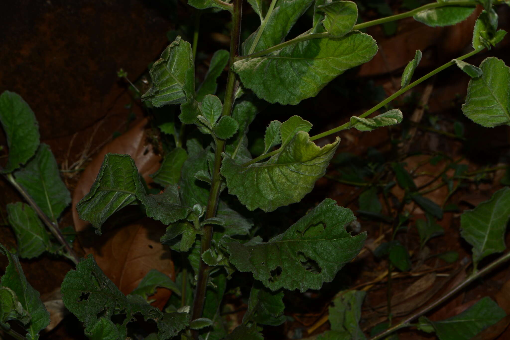 Image of Blumea eriantha DC.