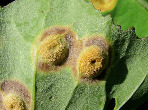 Image of Puccinia petasites-pulchellae Lüdi 1916