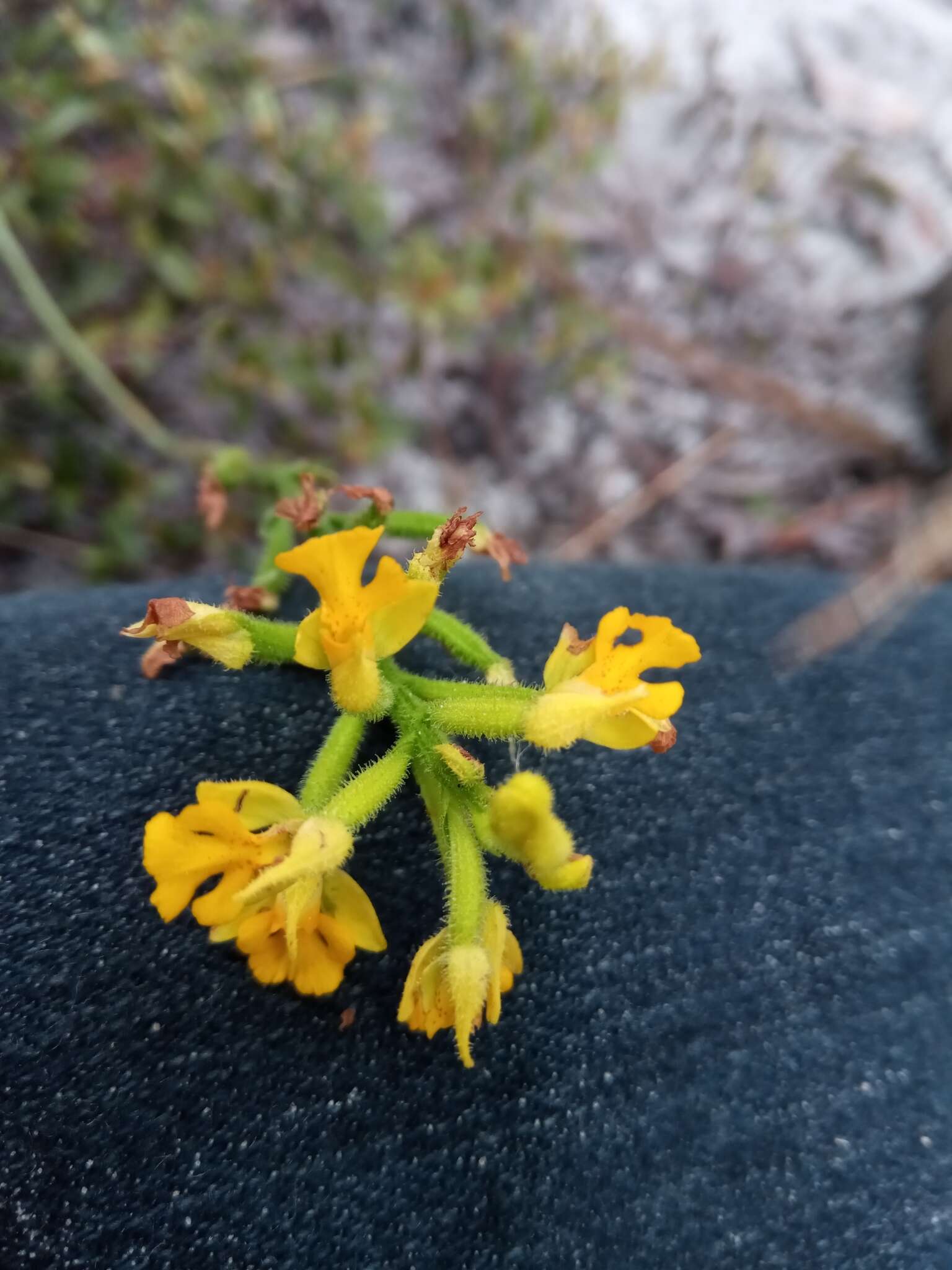 Cynorkis melinantha Schltr.的圖片