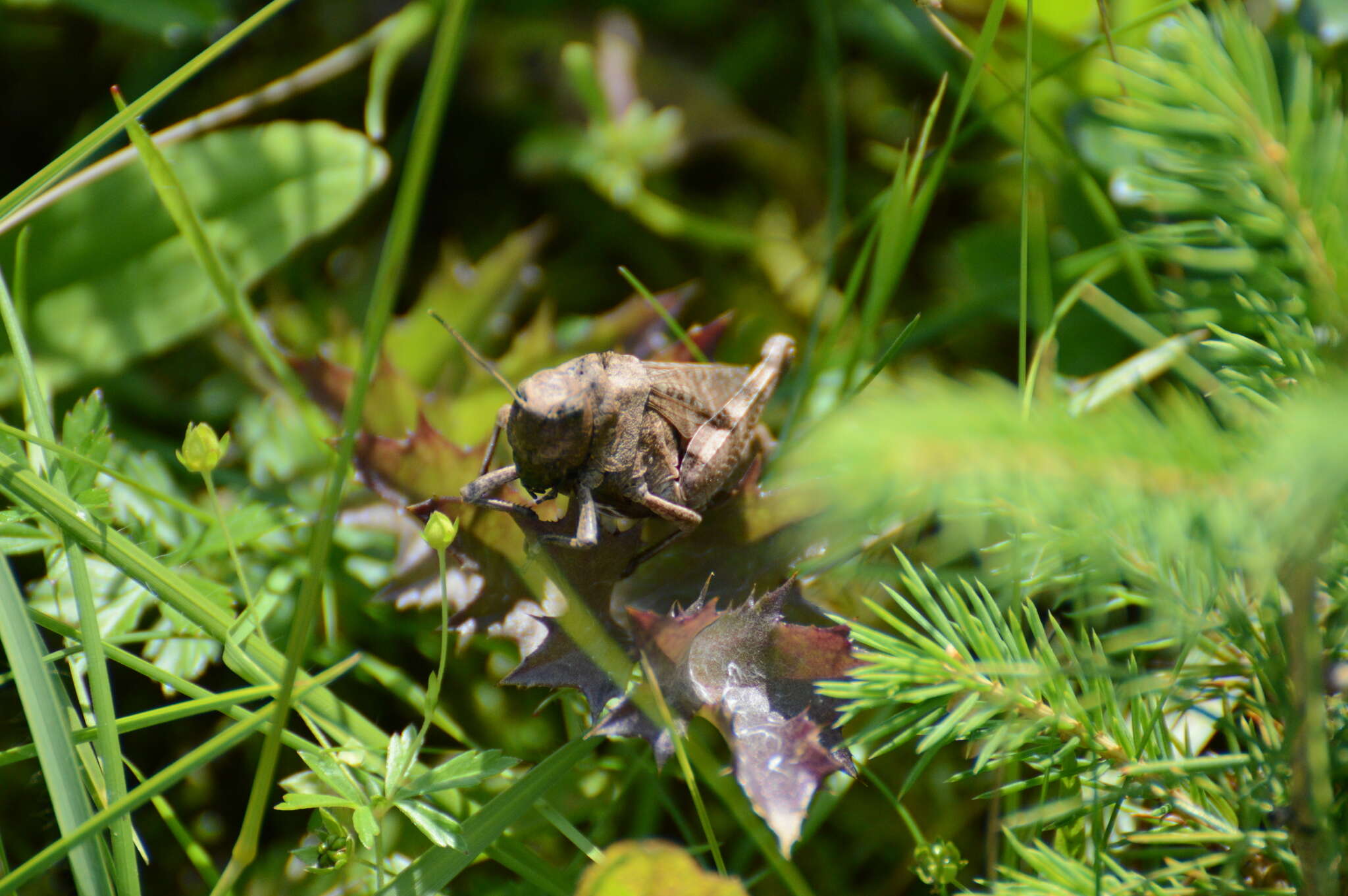 Image of Psophus