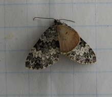 Image of Double-banded Carpet