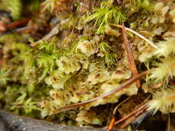 Image of Grove Earwort