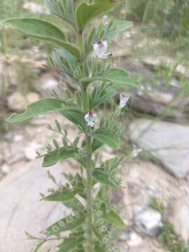 Image of false waterwillow