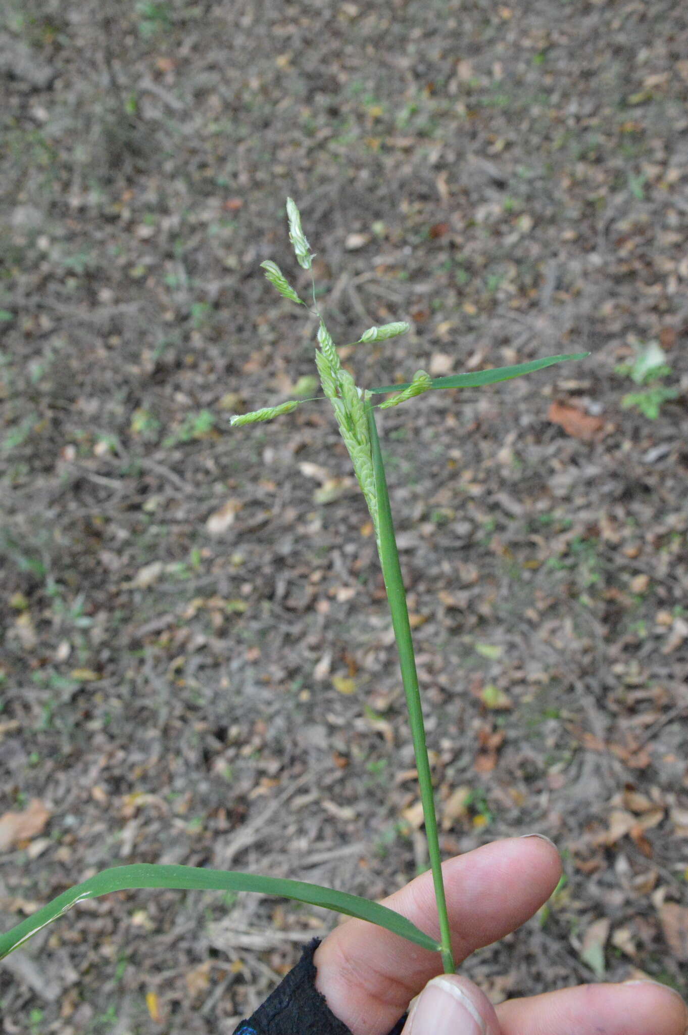 Plancia ëd Leersia lenticularis Michx.