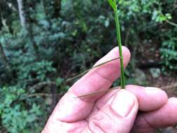 Plancia ëd Ancistrachne uncinulata (R. Br.) S. T. Blake