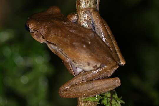 Image of Bongao tree frog