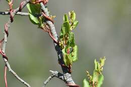 Image of Muehlenbeckia adpressa (Labill.) Meisn.