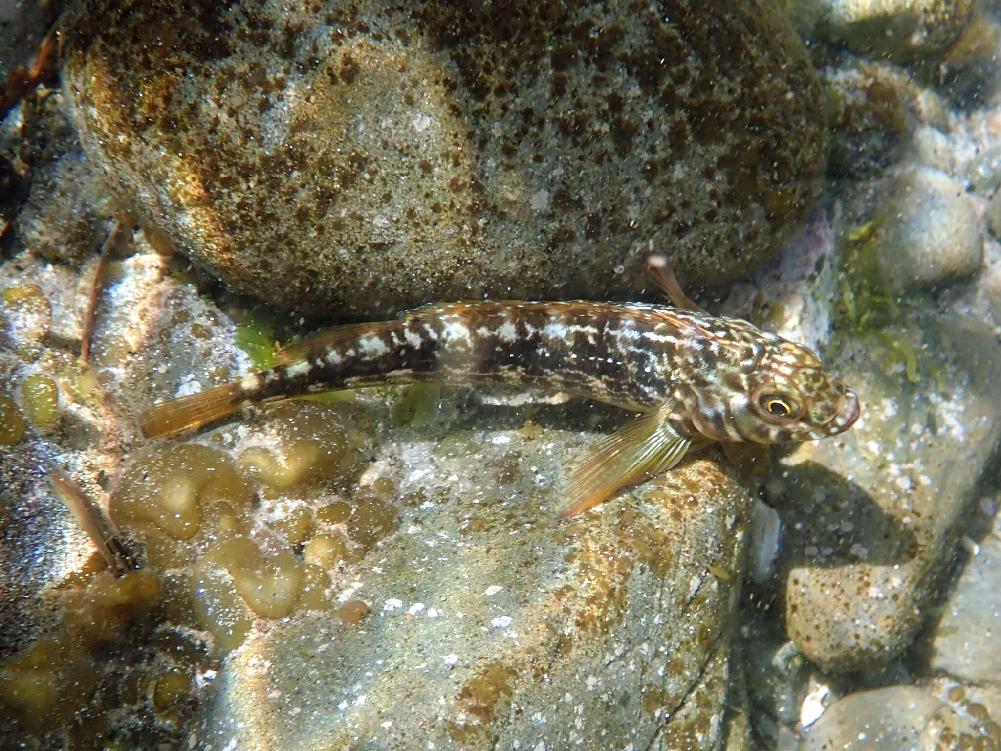 Image of Striped Triplefin