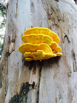 Image of Laetiporus gilbertsonii Burds. 2001