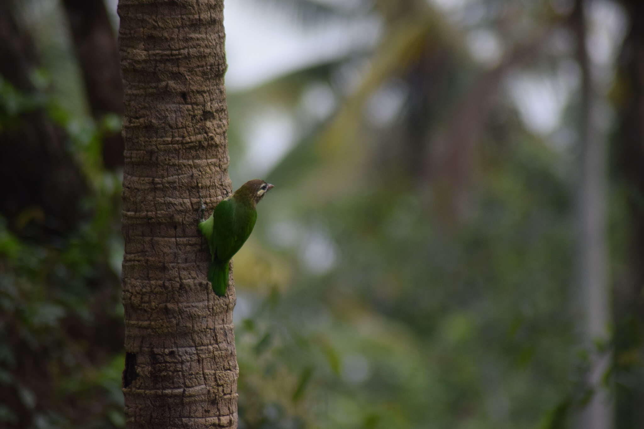 Psilopogon viridis (Boddaert 1783) resmi