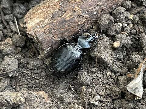 صورة Scaphinotus (Brennus) striatopunctatus (Chaudoir 1844)