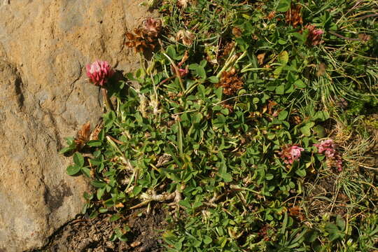 Image of Trifolium thalii Vill.