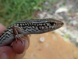 Слика од Ctenotus australis (Gray 1838)