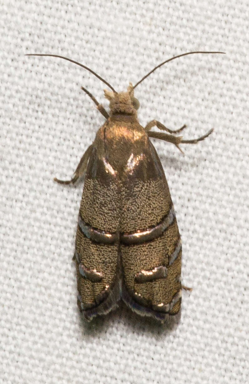 Image of Eastern Pine Seedworm Moth