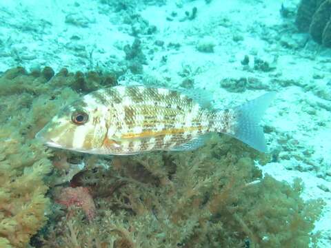 Image of Orange-striped emperor