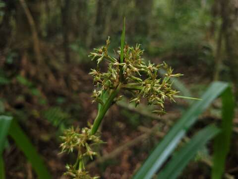 Becquerelia muricata (Boeckeler) Nees的圖片