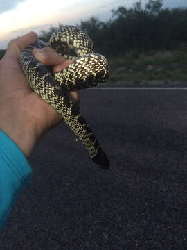 Image of Desert Kingsnake