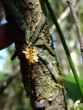 Image of leafless bentspur orchid